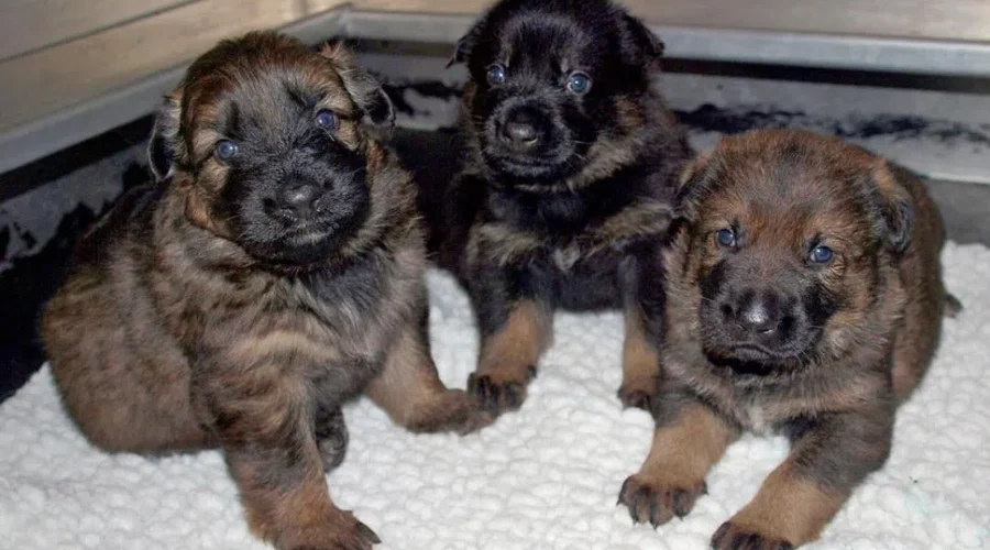 Calling All Children, RCMP Puppies Need Names!