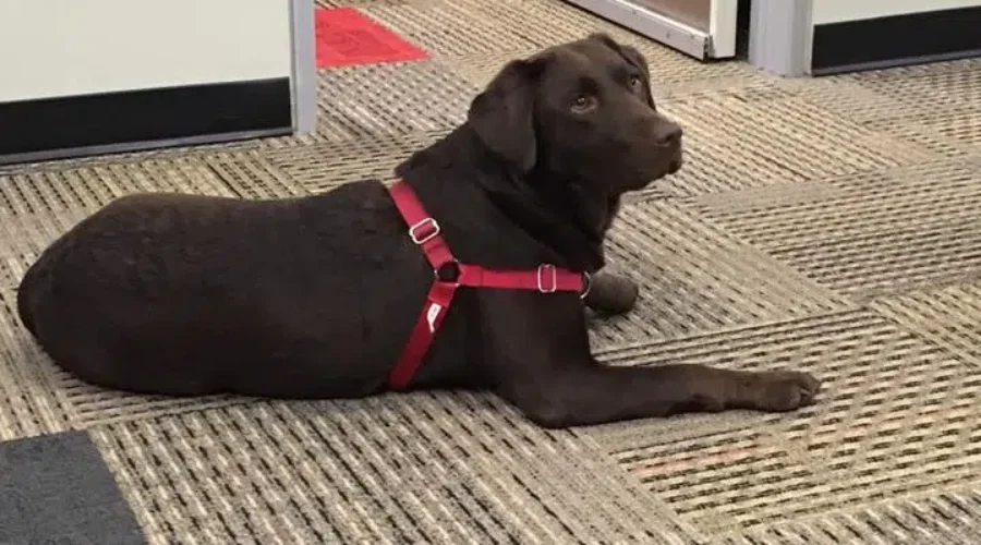 New Service Dog Training School Gets Financial Boost