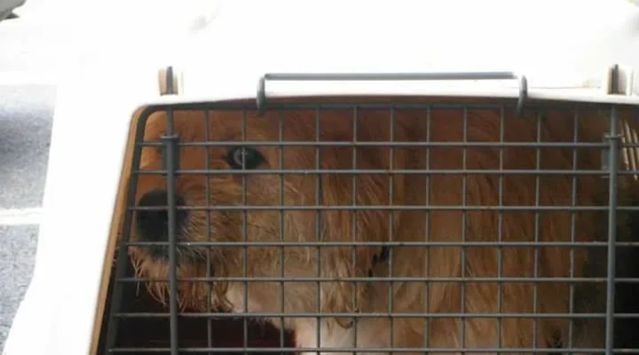 Dog Abandoned At Region Of Queens Office