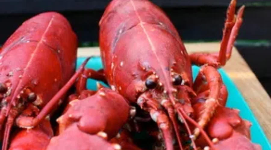 High Lobster Prices Forcing Sandwiches Off Menus