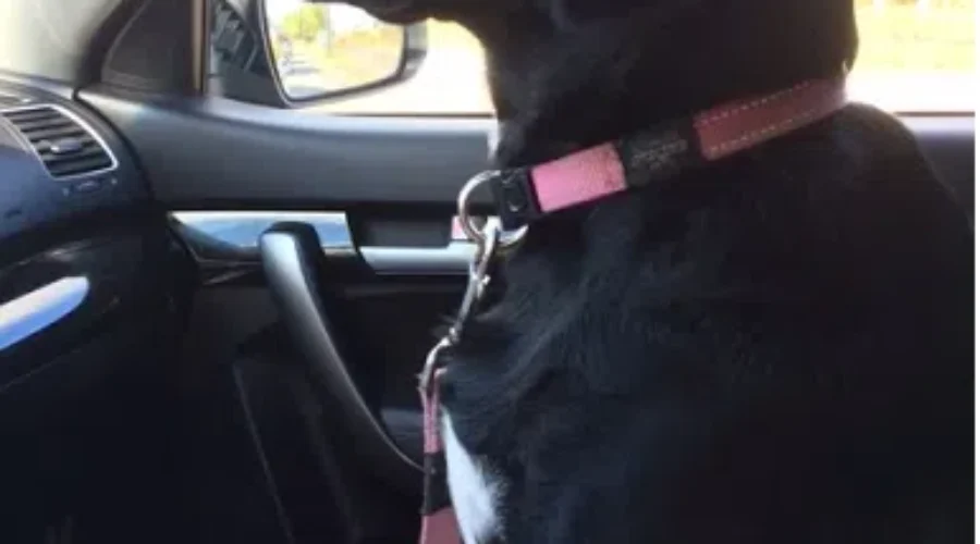 Keep Dogs Out Of Hot Vehicles, RCMP Urge