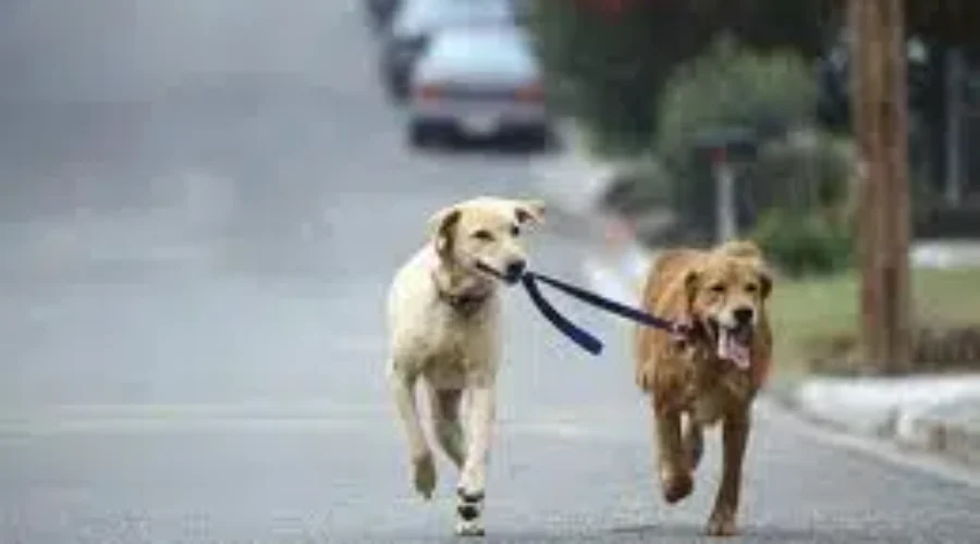 Bridgewater Dog Park Preparing To Open