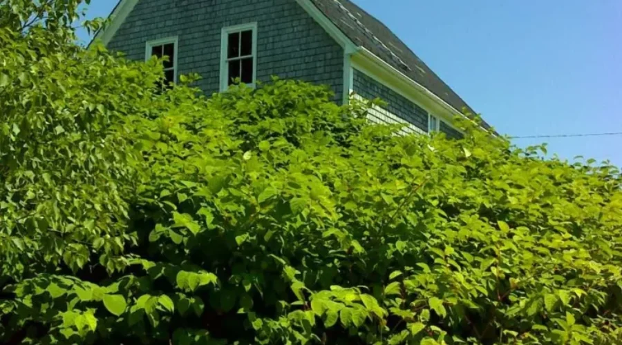 Nature Conservancy Of Canada Issues Warning On Japanese Knotweed
