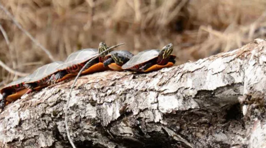 Keji Hosts First BioBlitz