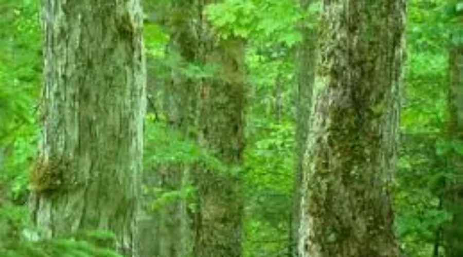 Woodlot Owners Meeting To Discuss Westfor