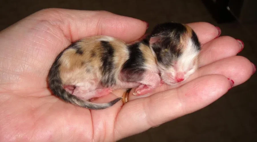 Increase in Abandoned Cats on South Shore