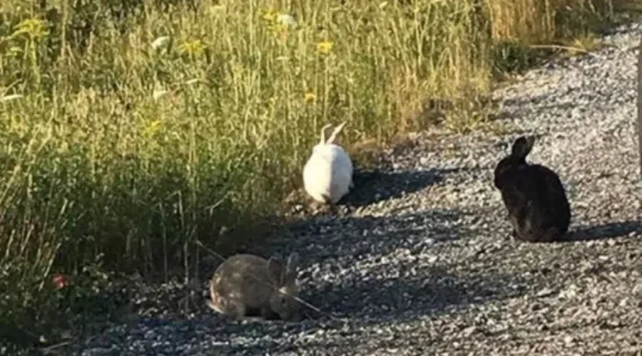 Bunnies Being Abandoned In Barrington