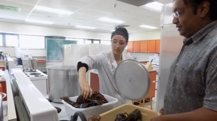 NS Scientist Looks For Better Way To Freeze Lobster For Longer