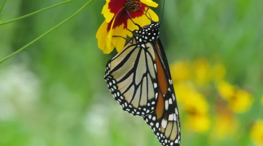 Nova Scotia Adds Eleven More Species At Risk