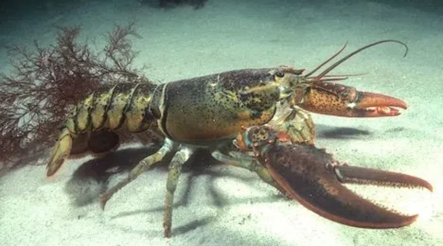 Lobster Tagging Study Underway