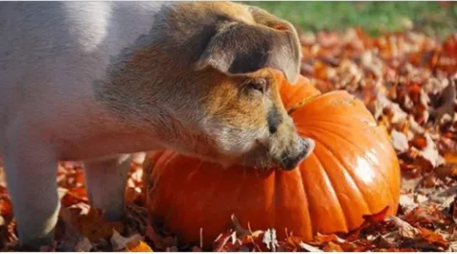 Third Annual Pumpkin Drop at Sweetland Farms