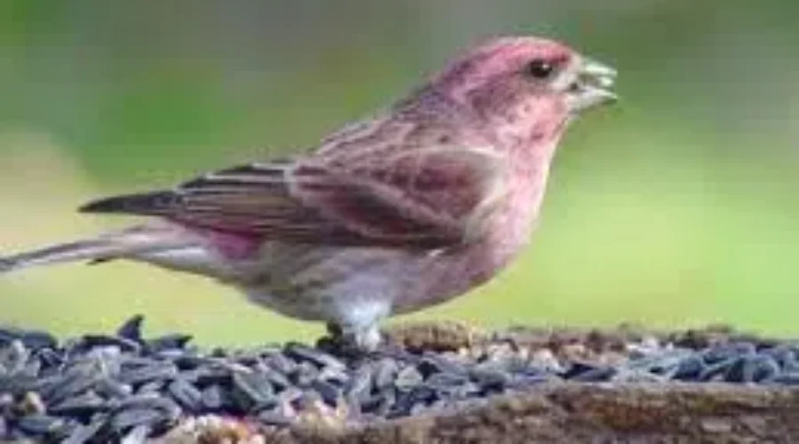 Cold Weather Slows Bird Disease. You Can Put Out Your Feeders