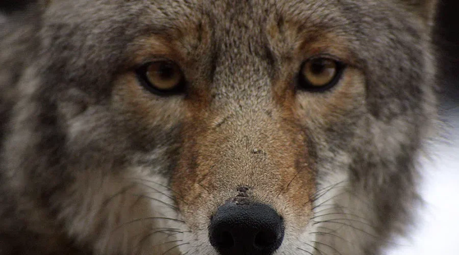 Natural Resources Investigating Aggressive Coyote Incident In Bridgewater