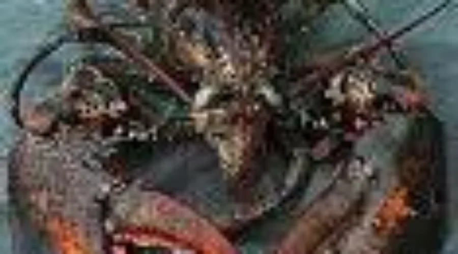 Transport Truck Carrying Lobster Crashes On Hwy 103