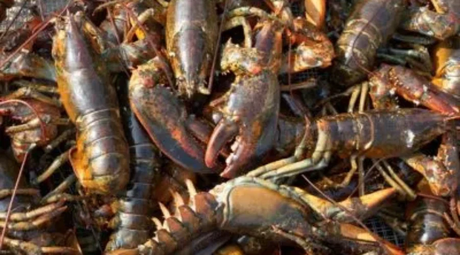 Busy Times For Lobster Fishermen, Buyers and Shippers In Southwestern NS, South Shore