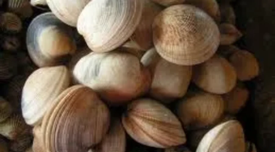 Shellfish Harvesting Temporarily Banned In Mahone Bay Area