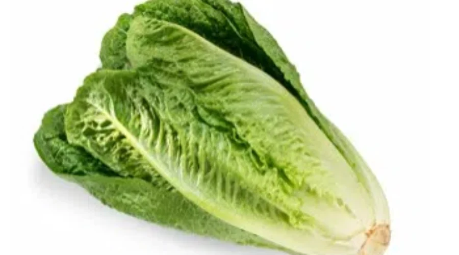Sobeys Stops Selling Romaine Lettuce Temporarily Due To Ecoli Outbreak
