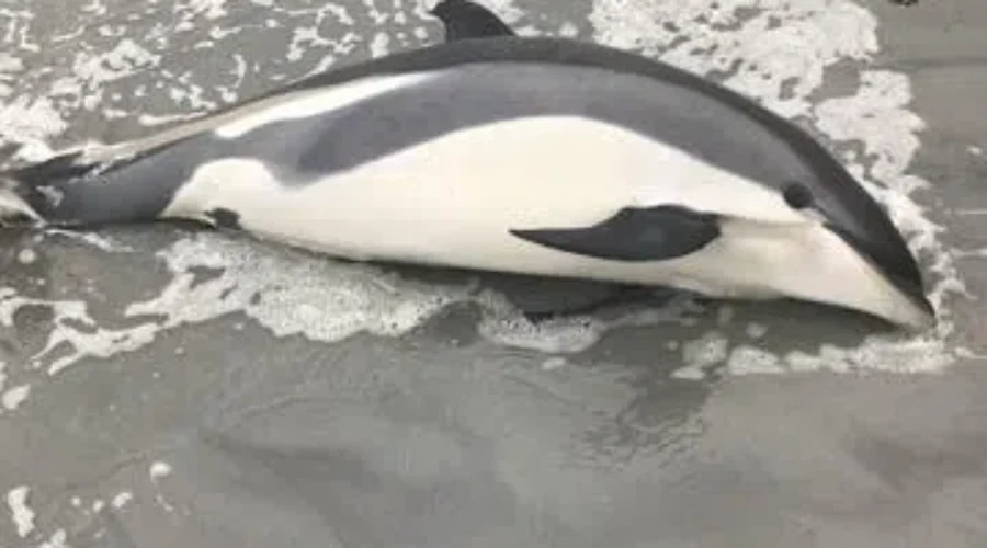 Locals Rally To Help Dolphin Beached On Cape Sable Island
