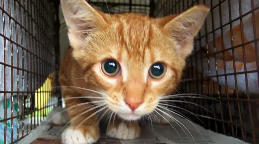 Animal Shelter Warns Pets Should Be Kept Inside During Storm