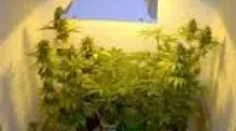 Province Announces Where To Buy Weed – Updated 3:00pm