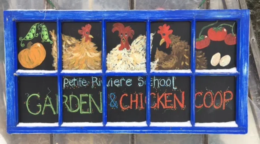 Chickens At Petite Riviere Elementary Feeding Minds And Bellies