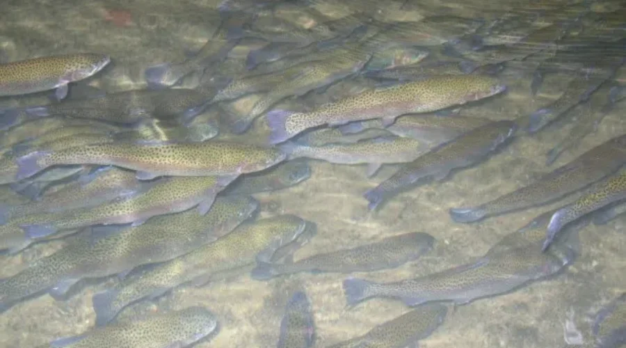 Free Fishing This Long Weekend