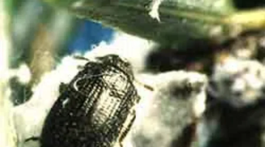 Tiny Insect Is Destroying Eastern Hemlock Trees