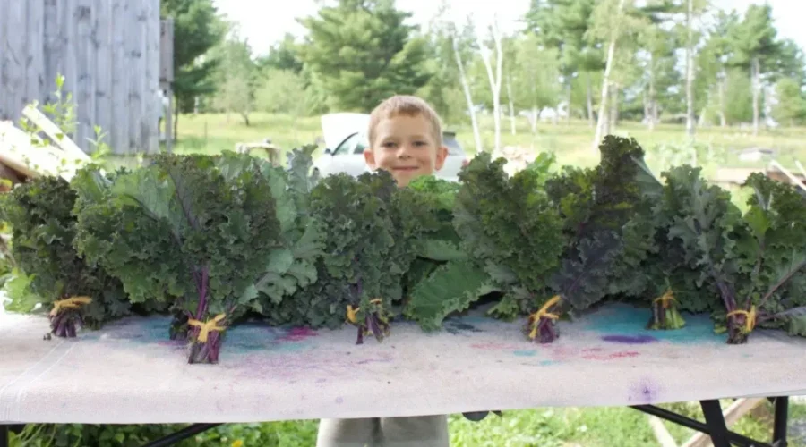 Lunenburg County Farm Growing Produce For Food Bank