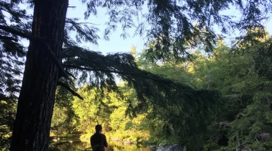 Groups Look To Upgrade Trail In Medway Lakes Wilderness Area