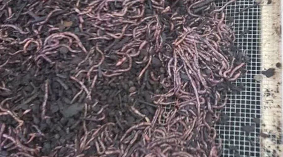 They’re Slimy And Slippery And A Growing Business For Yarmouth County Couple