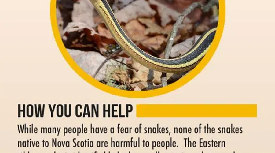 Finding The Eastern Ribbon Snake