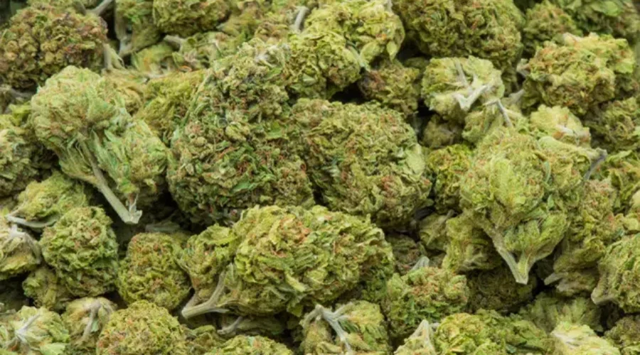 Province To Unveil Legal Cannabis Legislation Today
