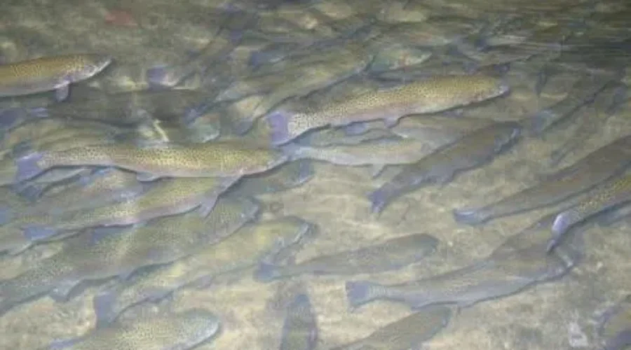Provincial ‘Learn 2 Fish’ Program Expanded