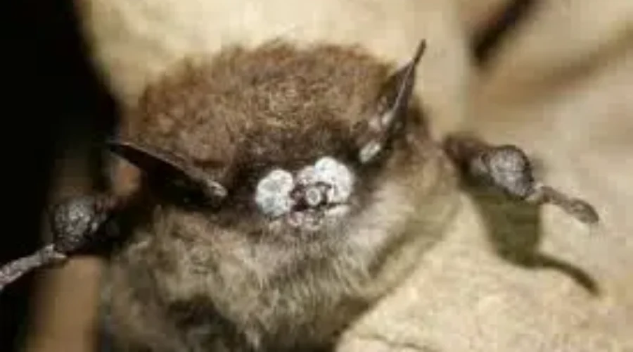Mersey Tobiatic Research Institute Seeking Reports of Bat Sightings
