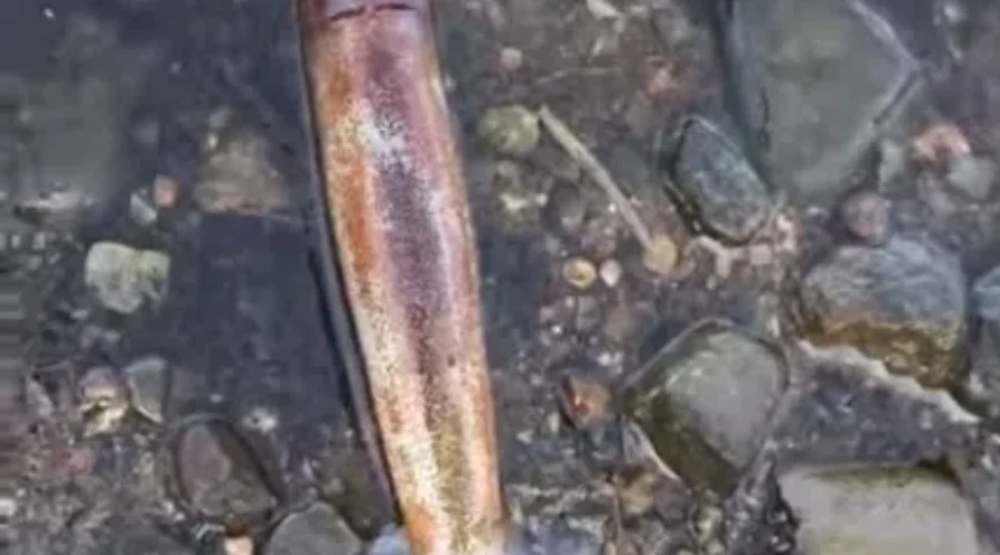 DFO Reaffirms Squid Deaths Occurred Naturally