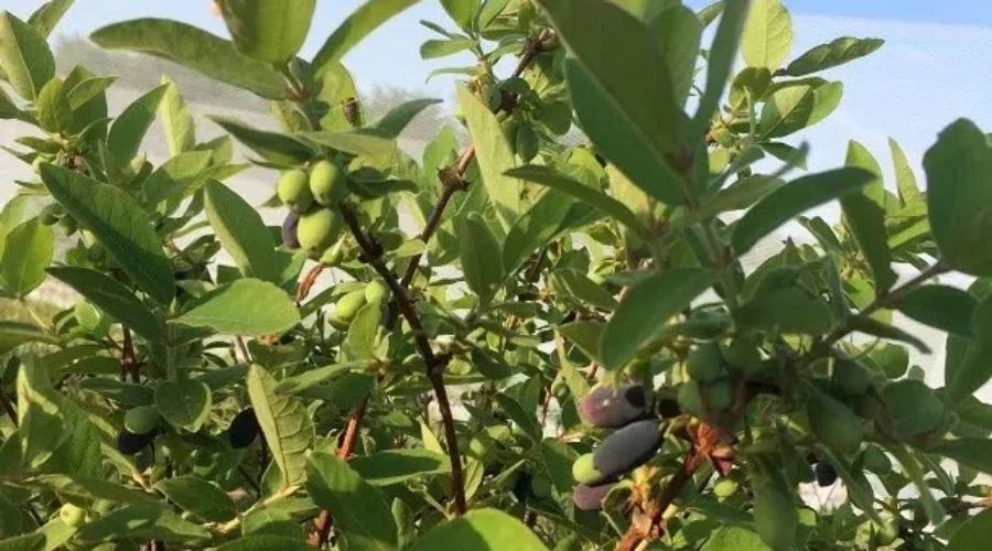 Frost and Cool Temperatures a Major Concern For Local Growers