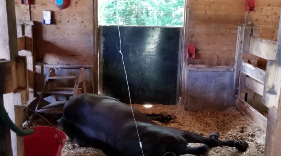 Botulism Claims Two Horses at Chester Basin Rescue Farm, Even More At Risk