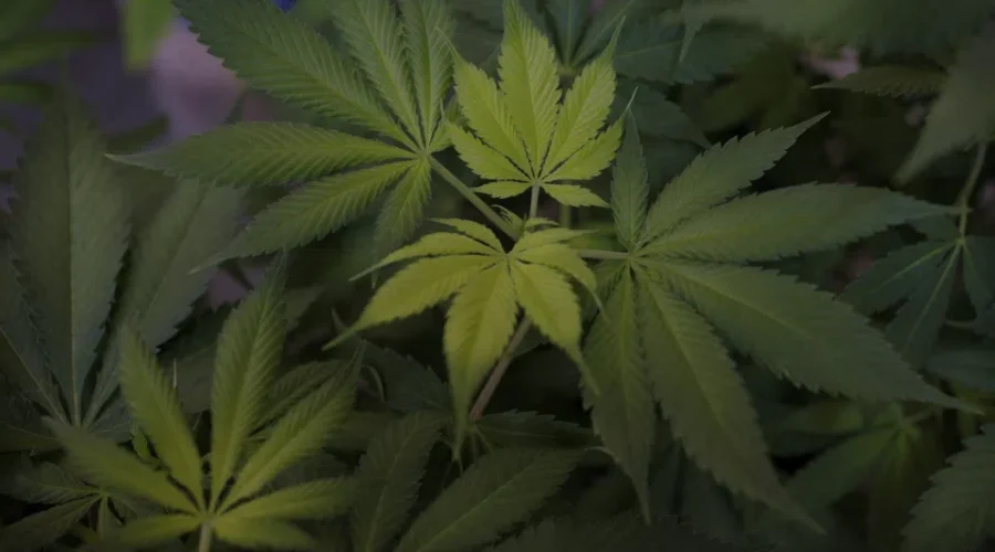 UPDATED: Recreational Cannabis Will Be Legal In October