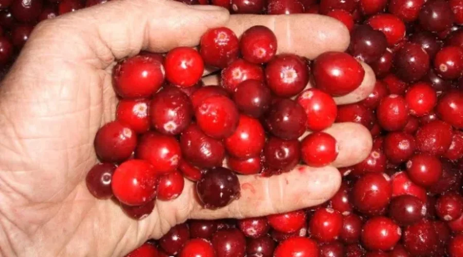 Funding A Major Boost For Lunenburg County Cranberry Grower