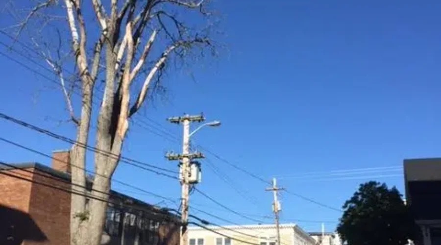 Dispute Over Dead Tree Pits Property Owner Against Town