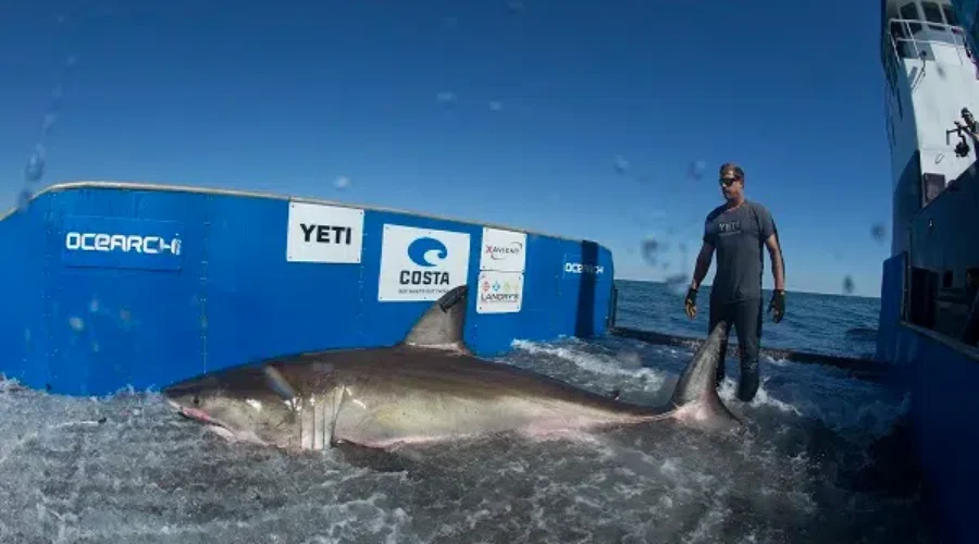 Hilton The Shark Looks For Love Off The South Shore