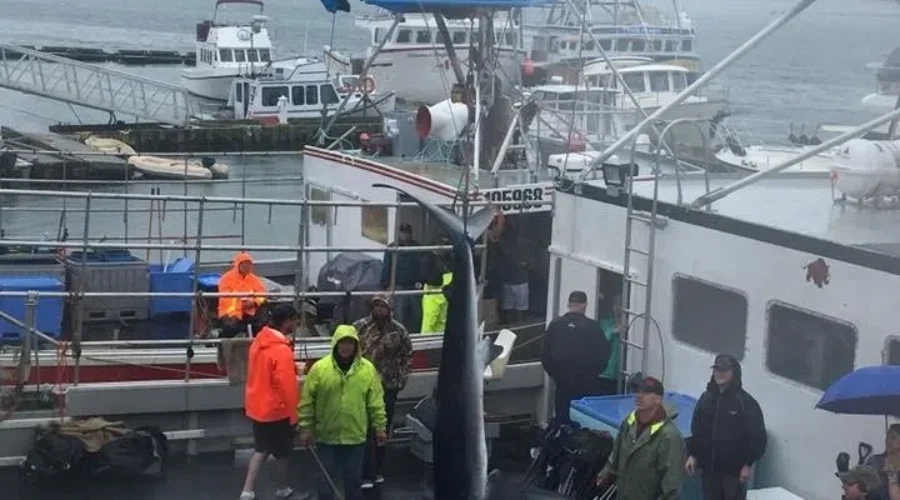 2018 Yarmouth Shark Scramble Hailed a Success