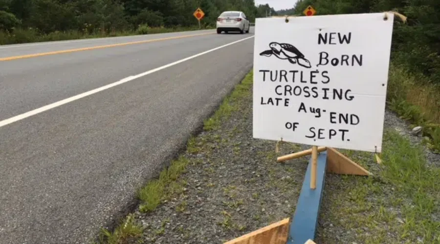 Drivers Warned To Watch For Tiny Turtles In Traffic