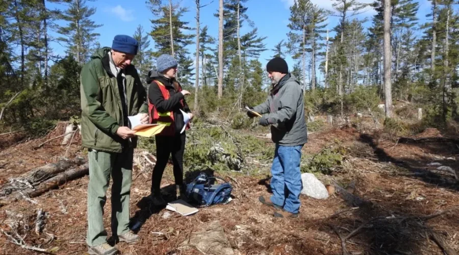 Medway Community Forest Encouraged By Forestry Review