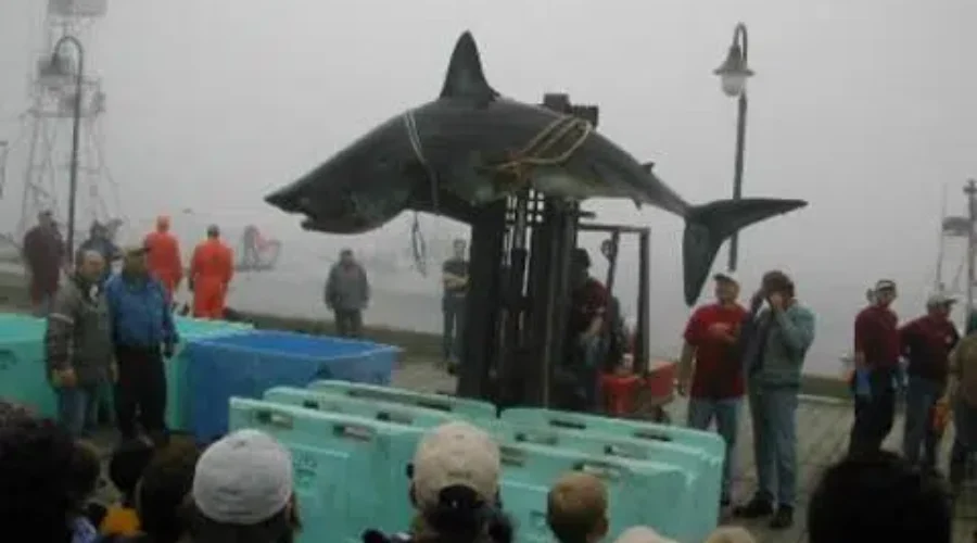 Yarmouth Shark Scramble Back Again this Year