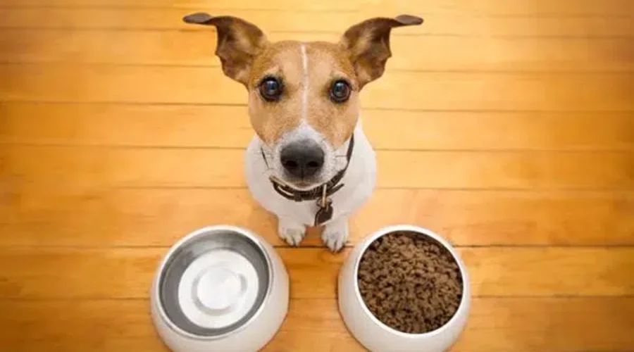 Nova Scotia SPCA Applauds Changes To Act
