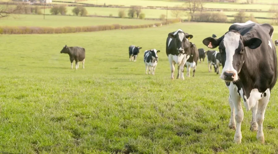 Nova Scotia Dairy Farmers Soured By New Trade Deal