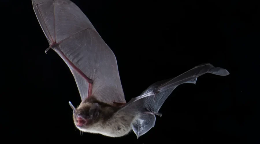 World’s Wildlife Population Decreases By Sixty Per Cent