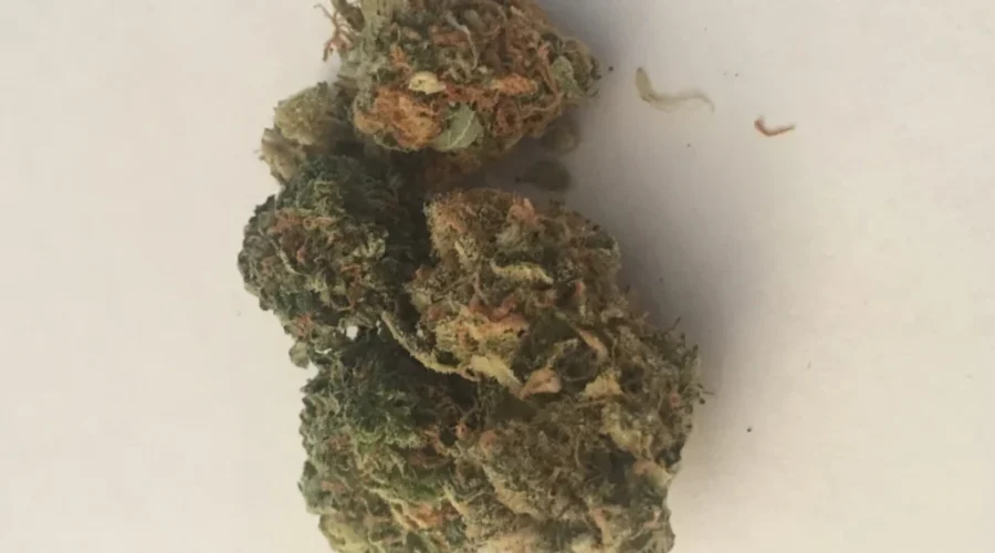 ‘Dogs Don’t Know What’s Going On With Them”: Vet Reminds People To Lock Pot Up