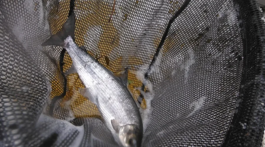 First Adult Whitefish Found In Watershed Since 2014